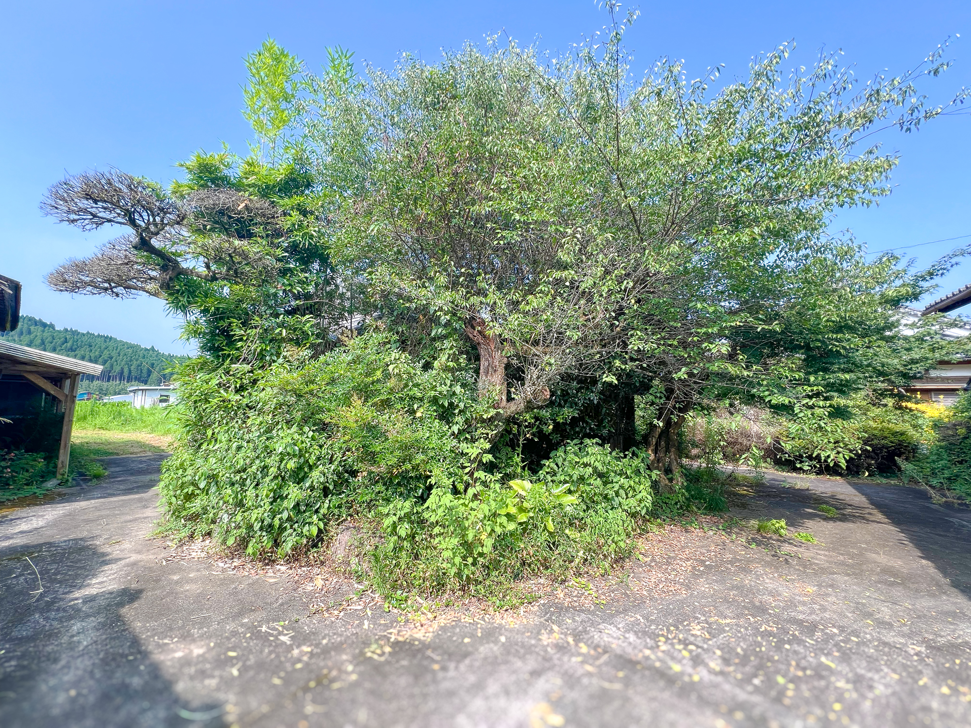 【三股町】
